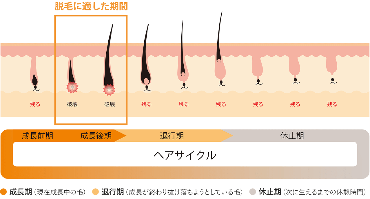 ヘアサイクル