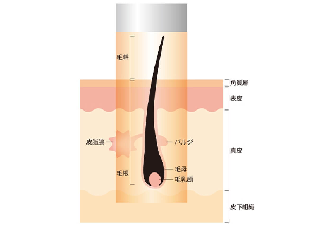 波長755nm