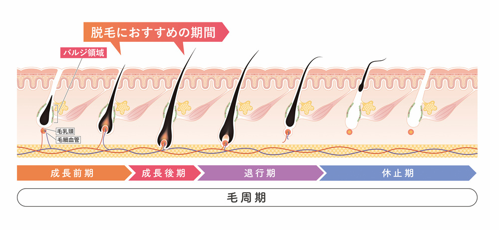医療脱毛 大阪 顔